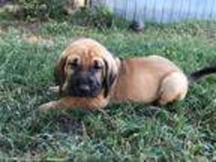 Bloodhound Puppy for sale in Westville, OK, USA