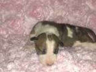 Bull Terrier Puppy for sale in Stephenville, TX, USA