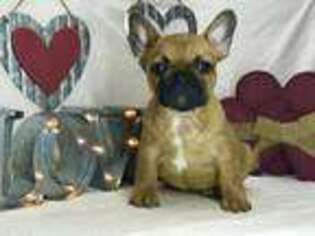French Bulldog Puppy for sale in Pine Knot, KY, USA