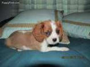 Cavalier King Charles Spaniel Puppy for sale in Stover, MO, USA