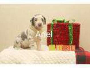 Great Dane Puppy for sale in Tioga, PA, USA