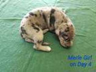Great Dane Puppy for sale in Willcox, AZ, USA
