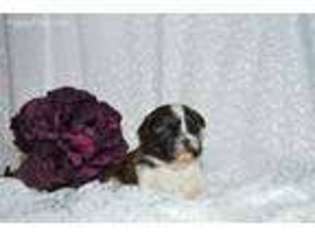 Mutt Puppy for sale in Cynthiana, KY, USA