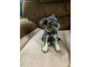 Mutt Puppy for sale in Lake George, NY, USA