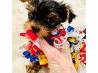 Yorkshire Terrier Puppy for sale in Montclair, CA, USA