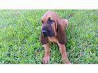 Bloodhound Puppy for sale in Rialto, CA, USA