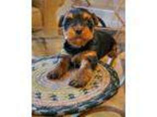 Yorkshire Terrier Puppy for sale in Mooresville, NC, USA