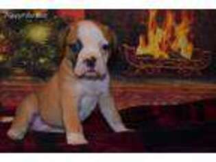 American Bulldog Puppy for sale in Exeter, MO, USA