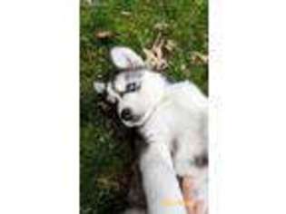 Siberian Husky Puppy for sale in Wyoming, MI, USA
