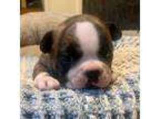 Boston Terrier Puppy for sale in Brookville, OH, USA