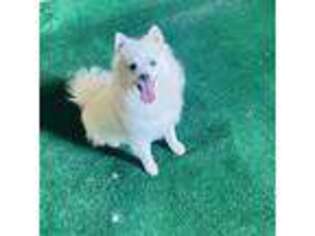 American Eskimo Dog Puppy for sale in Brentwood, CA, USA