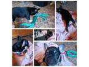 French Bulldog Puppy for sale in Tonopah, AZ, USA