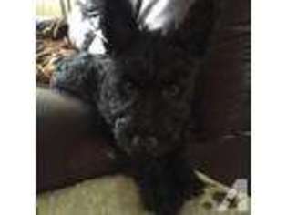 Scottish Terrier Puppy for sale in PACIFICA, CA, USA