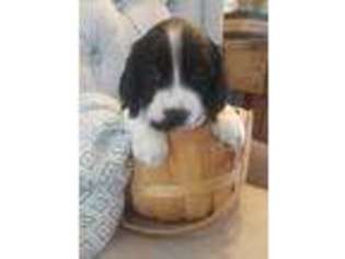 English Springer Spaniel Puppy for sale in Hickman, CA, USA