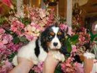Cavalier King Charles Spaniel Puppy for sale in Poplarville, MS, USA