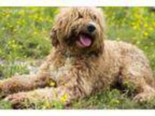Goldendoodle Puppy for sale in Morton, MS, USA