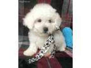 Bichon Frise Puppy for sale in Mountainburg, AR, USA