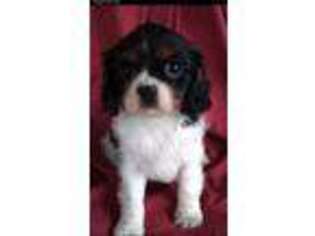 Cavalier King Charles Spaniel Puppy for sale in Glen Rock, PA, USA