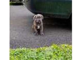 Cane Corso Puppy for sale in Whitestone, NY, USA