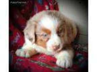 Miniature Australian Shepherd Puppy for sale in Griffin, GA, USA