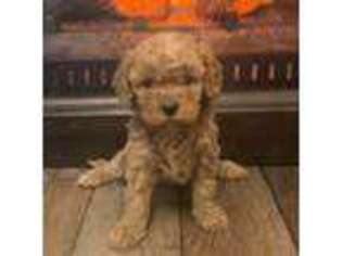 Cavapoo Puppy for sale in Derby, KS, USA