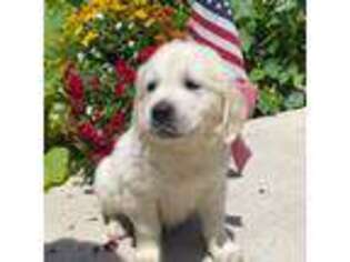 Golden Retriever Puppy for sale in Wysox, PA, USA