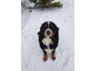 Bernese Mountain Dog Puppy for sale in Grace, ID, USA