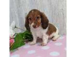 Dachshund Puppy for sale in Dundee, OH, USA