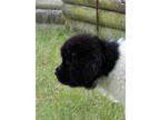 Newfoundland Puppy for sale in Kechi, KS, USA