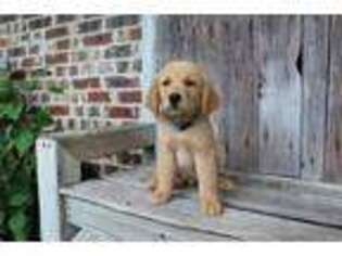 Golden Retriever Puppy for sale in Scurry, TX, USA