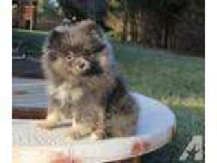 Pomeranian Puppy for sale in BRISTOW, VA, USA