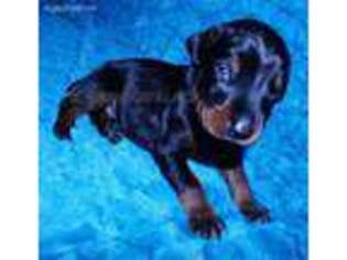 Doberman Pinscher Puppy for sale in Sanford, NC, USA