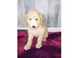 Goldendoodle Puppy for sale in Andrews, SC, USA