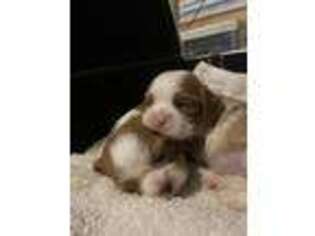 English Toy Spaniel Puppy for sale in Greensboro, NC, USA