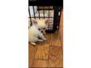 Chihuahua Puppy for sale in Warwick, RI, USA