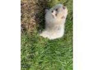Pomeranian Puppy for sale in Plant City, FL, USA