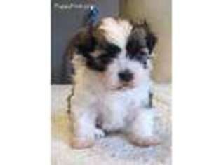 Mal-Shi Puppy for sale in Adolphus, KY, USA