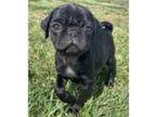 Pug Puppy for sale in Monroe, NC, USA