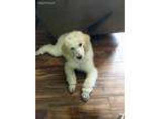 Mutt Puppy for sale in Salesville, OH, USA