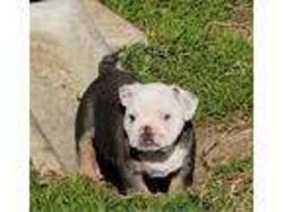 Bulldog Puppy for sale in Rosenberg, TX, USA