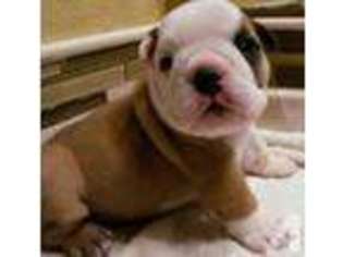 Bulldog Puppy for sale in NAMPA, ID, USA