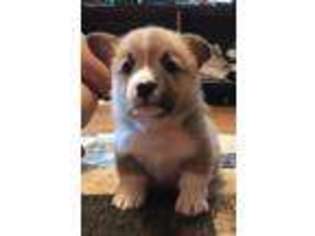 Pembroke Welsh Corgi Puppy for sale in Albertville, AL, USA
