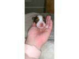 Miniature Australian Shepherd Puppy for sale in Leakesville, MS, USA