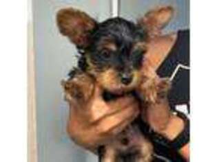 Yorkshire Terrier Puppy for sale in Warrington, PA, USA
