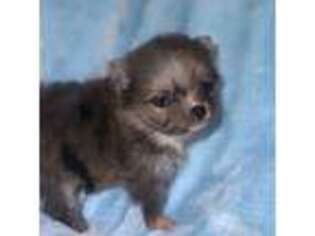 Pomeranian Puppy for sale in Holden, MO, USA