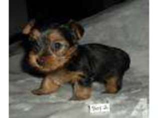Yorkshire Terrier Puppy for sale in STANTON, MO, USA