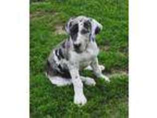 Great Dane Puppy for sale in Madison, ME, USA