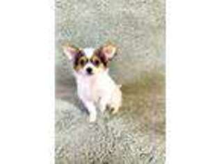 Chihuahua Puppy for sale in Shamokin, PA, USA