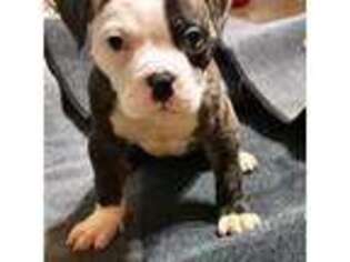 American Bulldog Puppy for sale in Merced, CA, USA