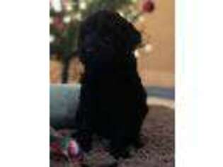 Portuguese Water Dog Puppy for sale in Baldwin City, KS, USA